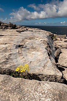 ellow flower grows between lime stone in Burren National park. Warm sunny day.