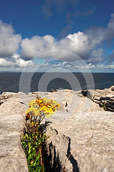 ellow flower grows between lime stone in Burren National park. Warm sunny day.