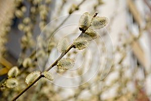 Ellow flowers of a willow on a branch in the spring forest