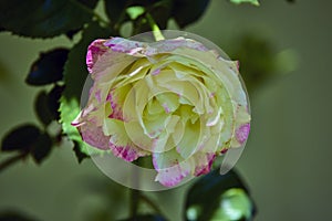 Ellow garden tea rose on a bush in a summer g
