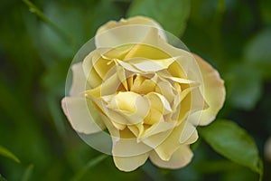 Ellow garden tea rose on a bush in a summer garden