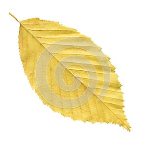 Elm autumn leaf close-up isolated on a white background