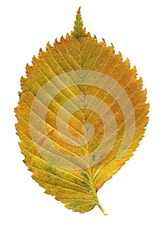 Elm autumn leaf close-up isolated on a white background