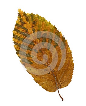 Elm autumn leaf close-up isolated on a white background