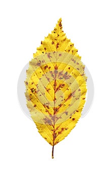 Elm autumn leaf close-up isolated on a white background