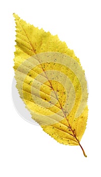 Elm autumn leaf close-up isolated on a white background