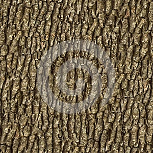 Elm Bark. Seamless Texture.