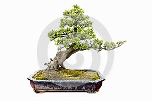 elm bonsai isolated