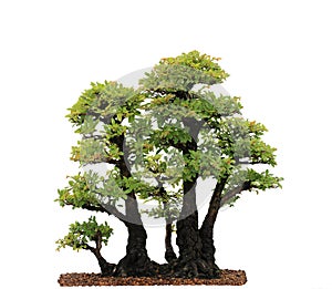 Elm Bonsai Tree