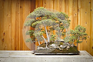 Elm Bonsai Tree Forest Against Wood Fence