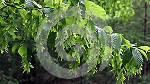 Elm branch with green seeds