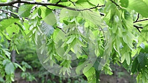 Elm branch with green seeds