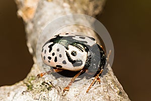 Elm Calligrapha Beetle Calligrapha scalaris