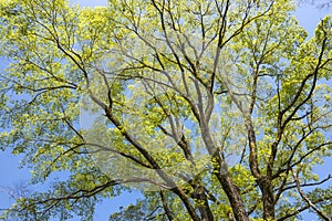 Elm green branches