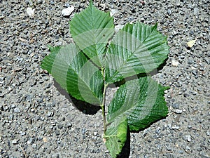 Elm green leaf