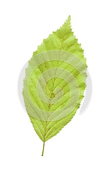 Elm green leaf isolated against a white background