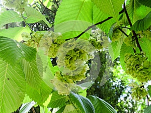 Elm or Karagach - seeds close up