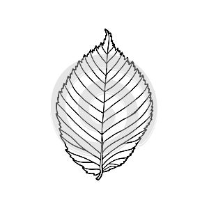 Elm leaf. Forest design element. Drawing sketch outline style. Hand drawn vector illustration
