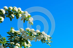 Elm-leaf spirea flowers againts blue sky