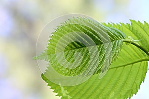 Elm leaves