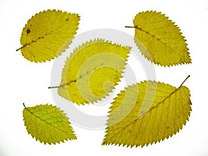 Elm leaves