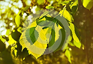 Elm leaves in a beautiful backlit. photo