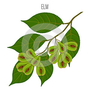 Elm leaves with serrate margins, fruit round wind-dispersed samara
