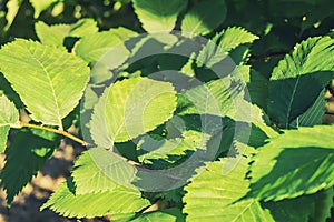 Elm leaves in the sun photo