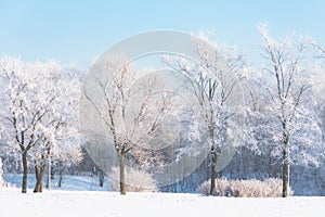 Elm and linden trees covered in hoarfrost in a city park and the bright sun in the sky, after a night cold fog