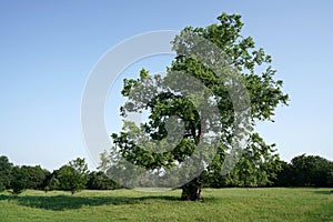 Elm in a park photo