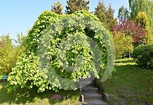 The elm is rough, a form plakuchy (Ulmus glabra Huds., var. pendula