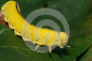 Elm Sawfly Larva - Cimbex americanus