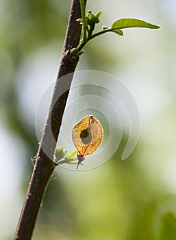 Elm seed in spring forest