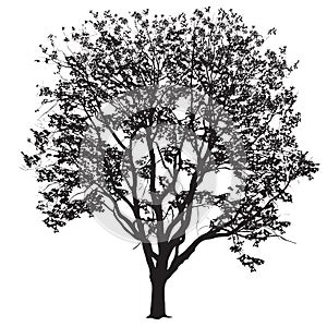 Elm silhouette with leaves