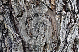 Elm tree bark in growths and cracks close-up as background