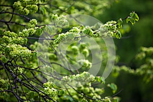 Elm tree blossoming