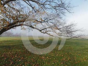 Elm tree branch hanging over Green grass field