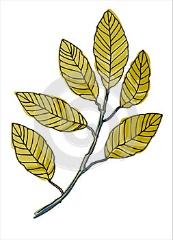 Elm tree branch vector line art