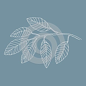 Elm tree branch vector line art