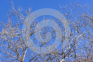 Elm tree branches and limbs backed by a blue sky