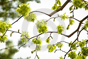 The elm tree of Camperdown with small bright green leaves bloomed in the month of may photo