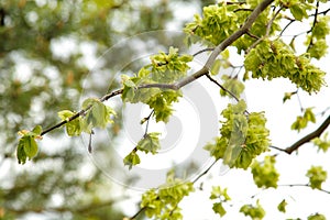 The elm tree of Camperdown with small bright green leaves