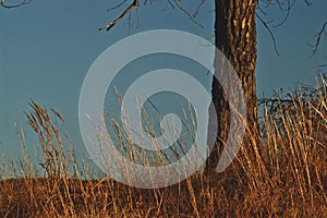 Elm Tree in Fall Color, Canyon, Texas. photo