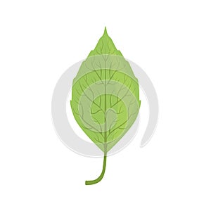 Elm tree green leaf vector Illustration