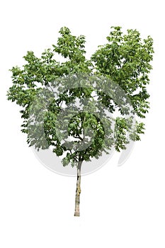 Elm tree with green leaves isolated on white background