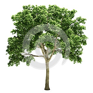 Elm Tree Isolated