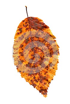 Elm tree leaf close up shot. Golden autumn colours elm tree leaf isolated.