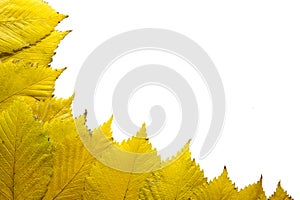 Elm Tree Leaves in Autumn Background