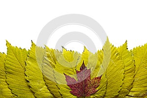 Elm Tree Leaves with Red Maple Background