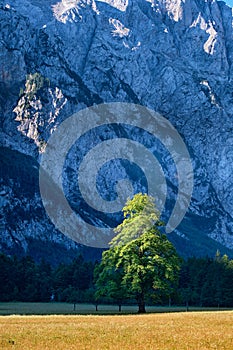 Elm tree on meadow in Logarska dolina, Logar valley, Slovenia